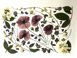 Amapola