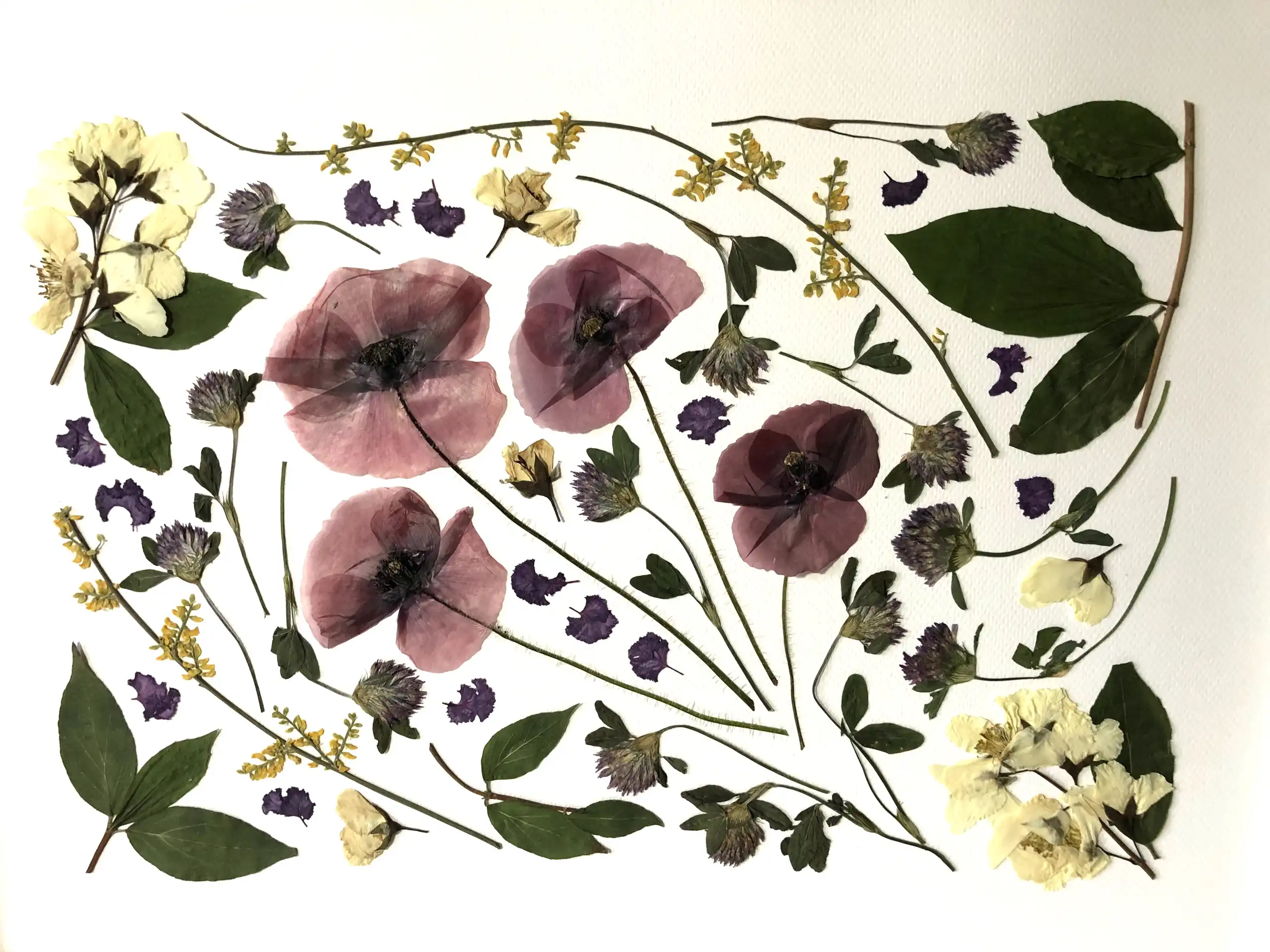 Amapola - Imagen 2