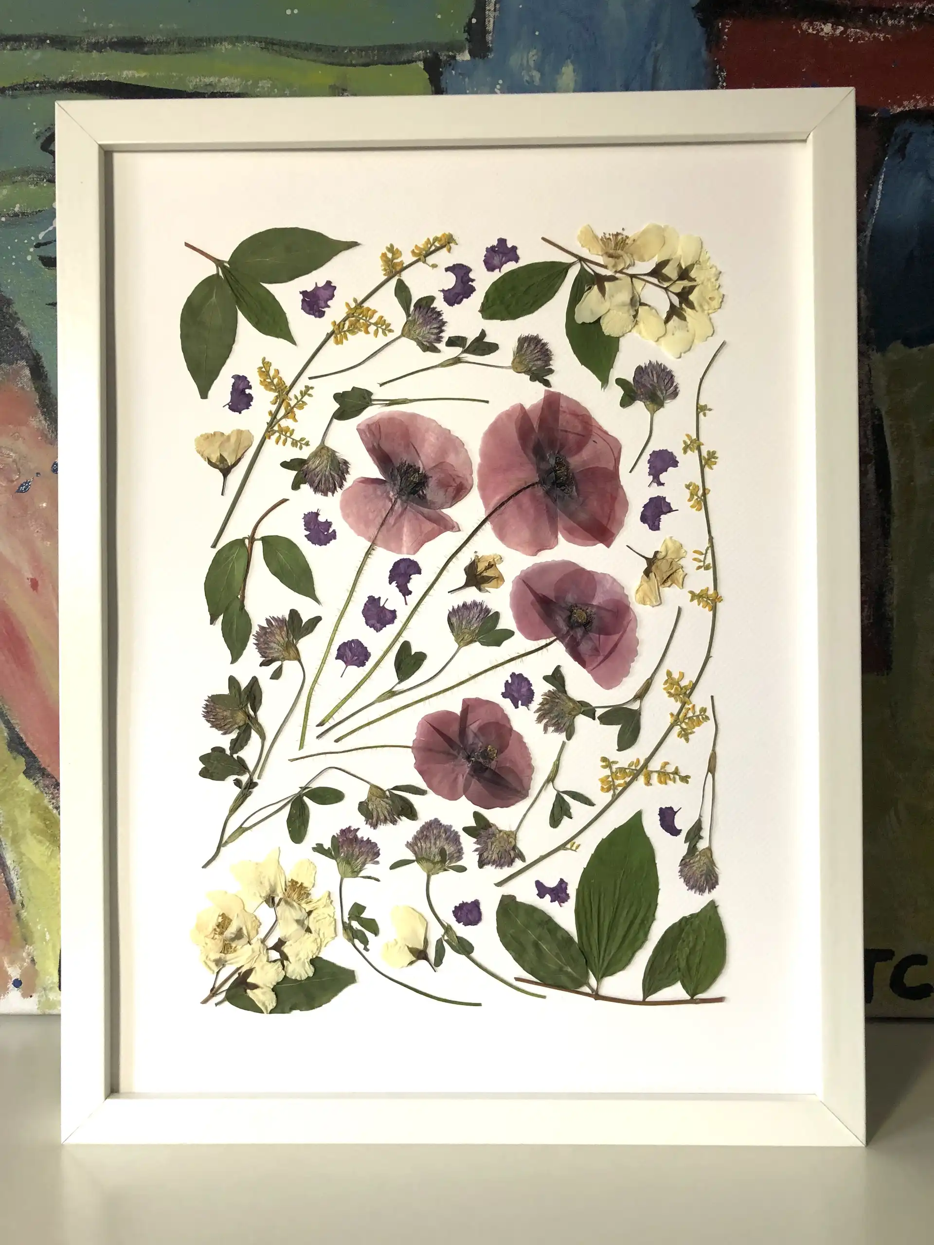 Amapola - Imagen 4