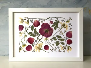 Rosa