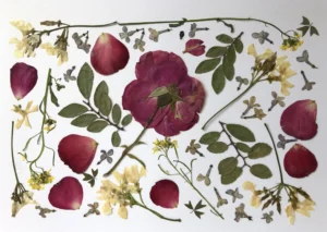 Rosa