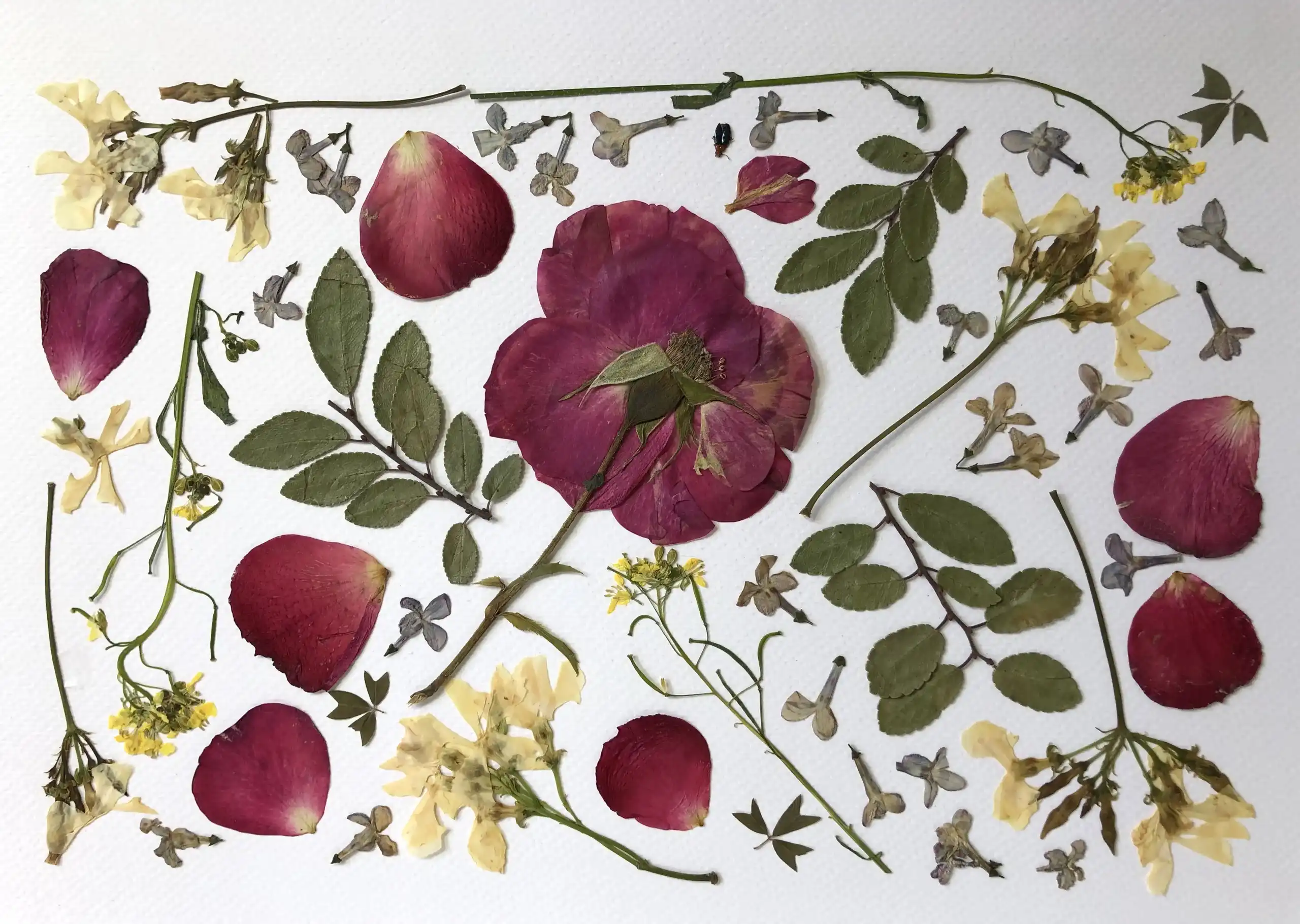 Rosa - Imagen 2