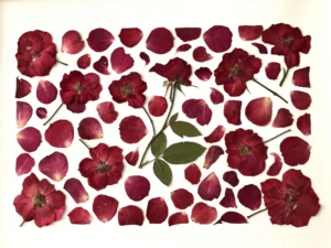 Rosas
