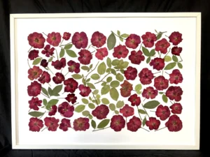 Rosas de China