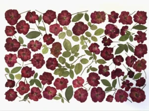 Rosas de China