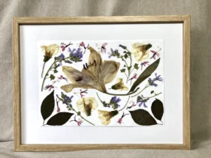 Lilium