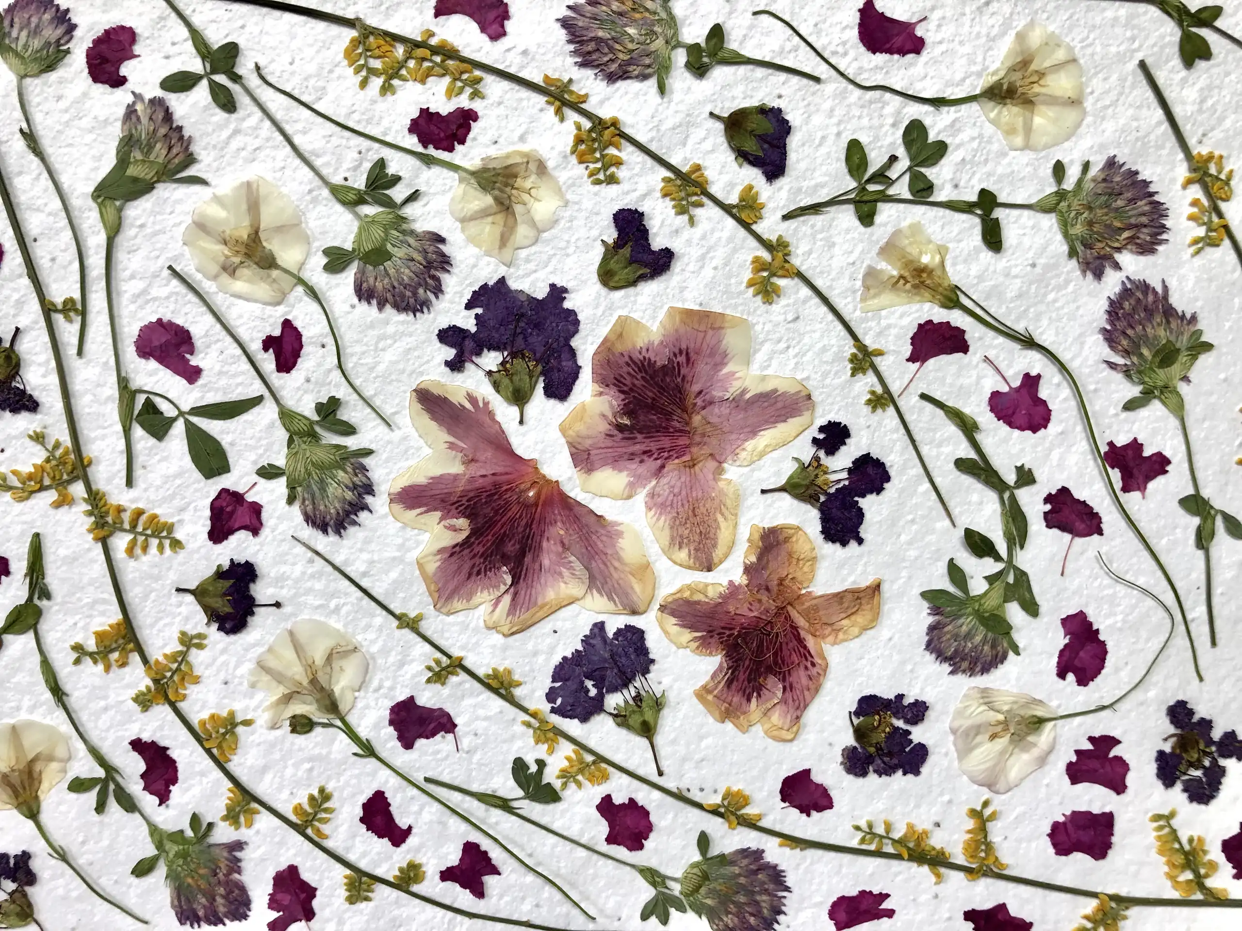 Lirio - Imagen 3